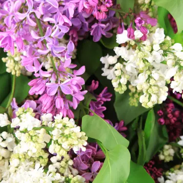 Succes med syrenhæk 